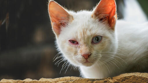 Katze mit Augenkrankheit