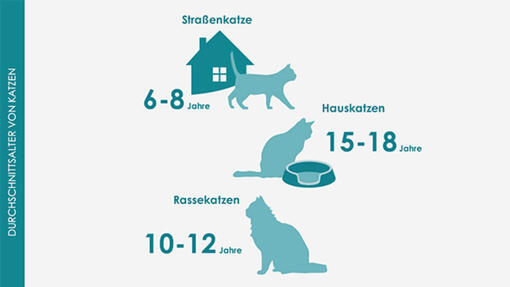 Infografik: Lebenserwartung von Katzen