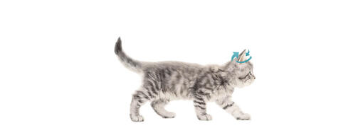 Aufgerichtet, angelegt oder nach hinten gerichtet – die Ohren Ihrer Katze sprechen Bände. Lernen Sie, ihre Stimmung an ihrer Ohrstellung abzulesen, und sie können die Katzensprache!