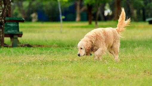 Golden Retriever schnüffelt das Gras