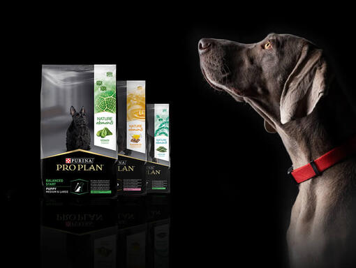 Hund mit ProPlan Packungen