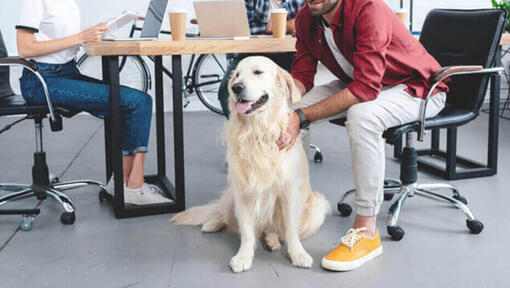 Hund im Büro