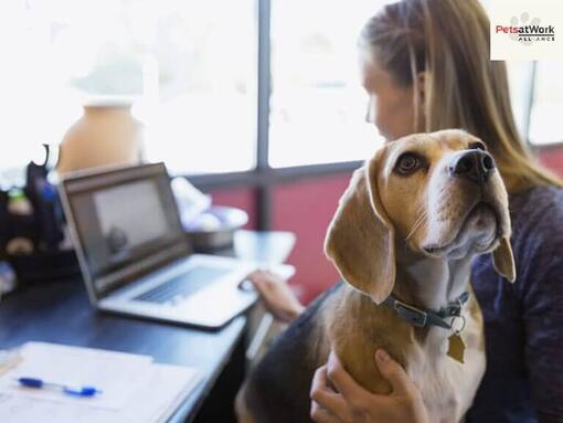 Hund sitzt auf dem Schoß des Besitzers, während dieser arbeitet