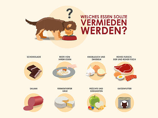 Was sollten kleine Hunde nicht fressen - Infografik