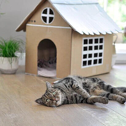 Katze liegt vor selbstgemachtem Katzenhaus aus Pappe