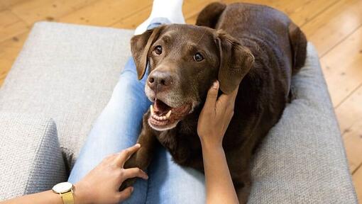 Alter Hund wird gestreichelt