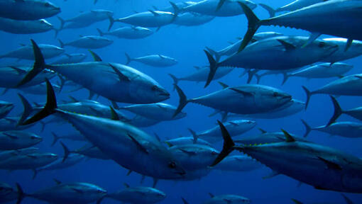 Fische im Meer