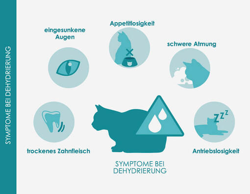 Symptomen einer Dehydrierung bei Katzen