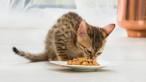 Image cat eating