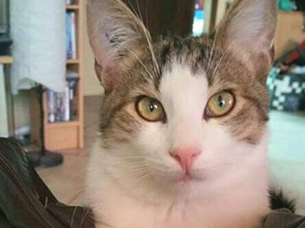 GOURMET Review Image