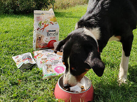Der Hund frisst Futter