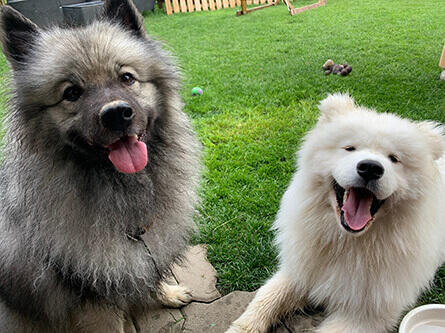 Zwei Hunde auf dem Rasen