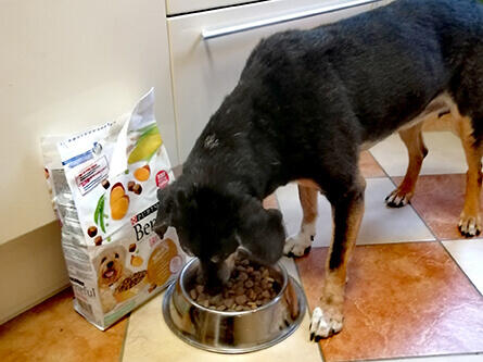 Der Hund frisst Futter