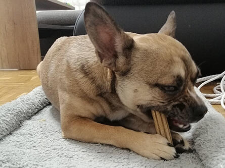 Hund freut sich über Stick von DENTALIFE