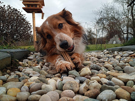 Hund kaut auf DENTALIFE Zahnpflege-Snack