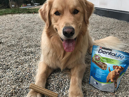 Hund mit DENTALIFE Zahnpflege-Snack