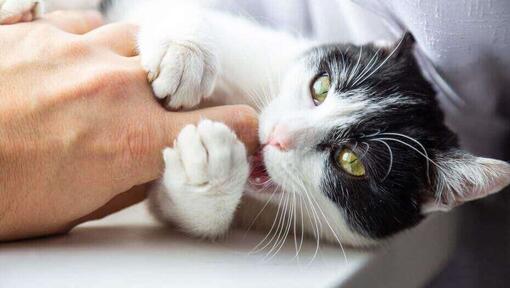 Katze beißt liegend leicht in einen Finger