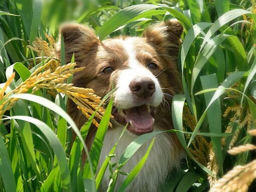 Beyond Hund
