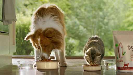 Beyond Hund und Katze essen aus Futternäpfen