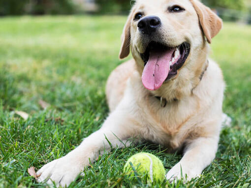 Hund spielt mit Ball auf der Wiese