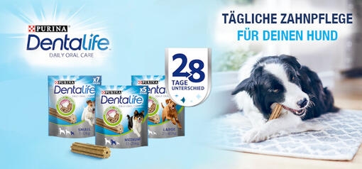 Dentalife Geldzurueck