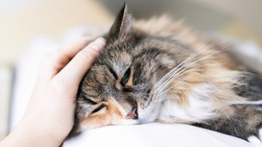 Maine Coon Katze wird gestreichelt