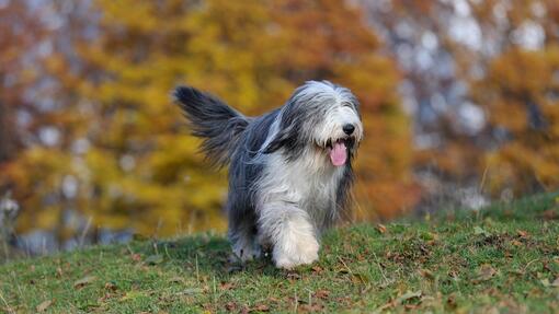 Bearded Collie beim Hundespaziergang