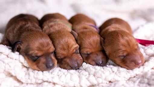 Vier neugeborene Welpen schlafen nebeneinander in einer Reihe