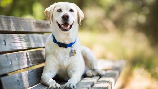 Weißer Hund sitz auf einer Holzbank