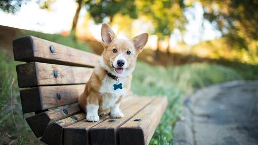 Junge Frau hält lachenden Corgi-Welpen