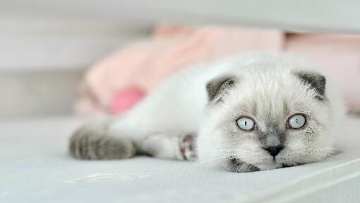 Weiße Scottish fold Hauskatze im Bett liegend