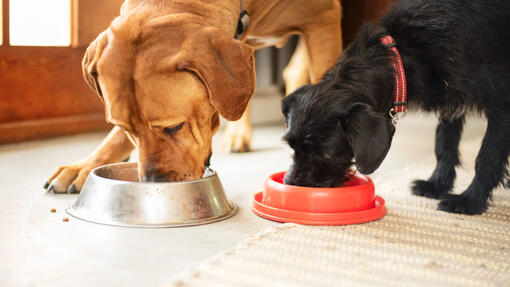 Zwei Hunde essen zusammen