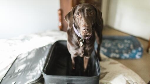 Labrador Retriever Hund stehend in leeren Koffer