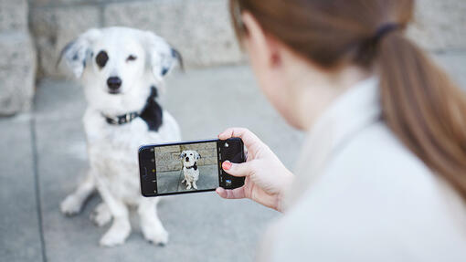 Frau fotografiert Hund mit Smarthphone