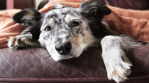 Hund unter einer Decke