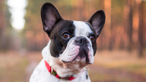 Französische Bulldogge in einem Wald