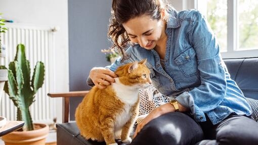 Eine Katze, die von ihrem Besitzer gestreichelt wird