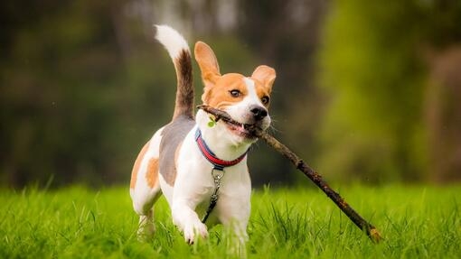 Ein Hund läuft mit einem Stock