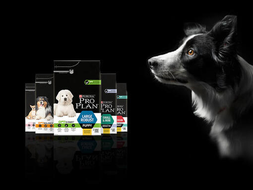 Hund mit ProPlan Packungen