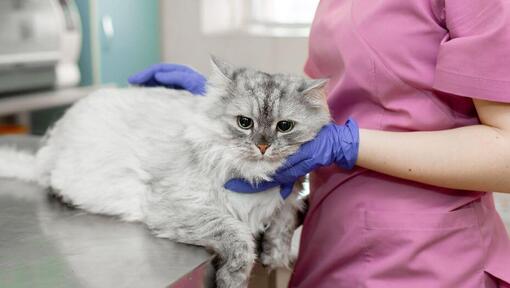 Tierarzt untersucht graue Katze