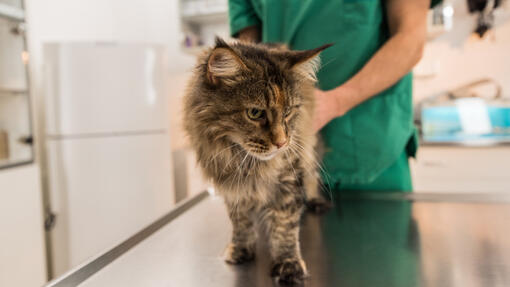 Katze wird beim Tierarzt behandelt