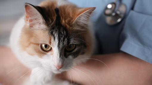 Katze wird vom Tierarzt festgehalten