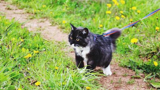 Schwarz-weiße Katze, die draußen nachforscht