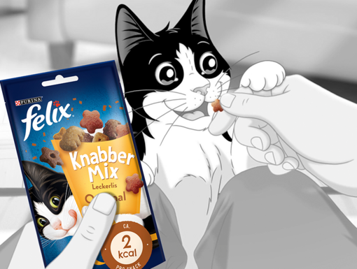 Katze Felix leckt sich über die Schnauze