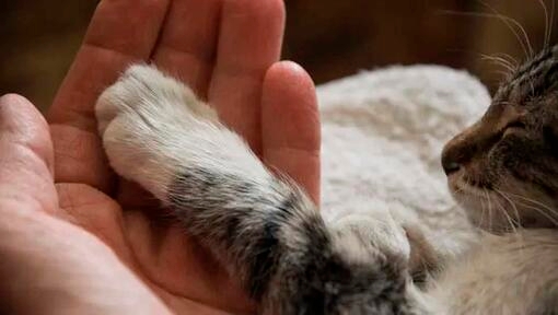 human hand holding a cat's paw