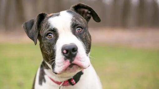 Amerikanische Bulldogge