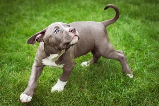 Amerikanische Bulldogge Charakter