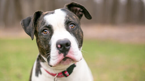 Amerikanische Bulldogge