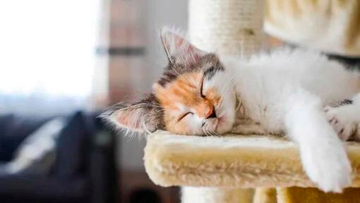 Kitten asleep on a cat tree