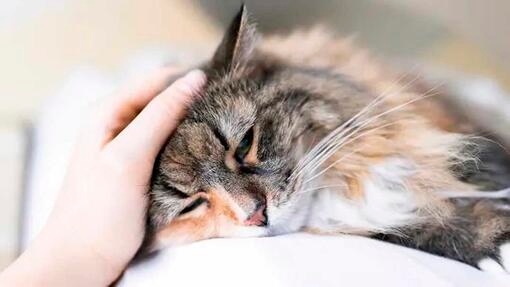 Cat asleep while being petted